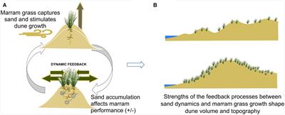 Biomorphogenic Feedbacks and the Spatial Organization of a Dominant Grass Steer Dune Development